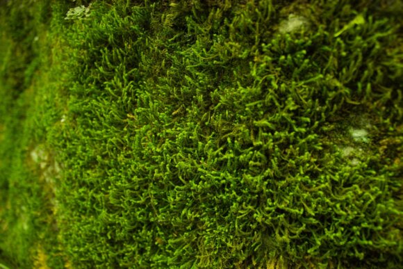 The Secret Superhero: Moss for Cleaner and Smarter Cities