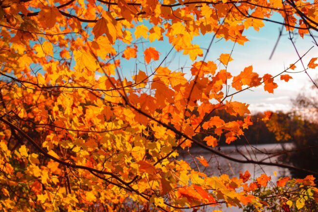 The economics of fall foliage tourism