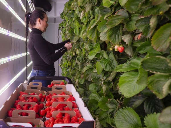 Canada lags behind on indoor farming