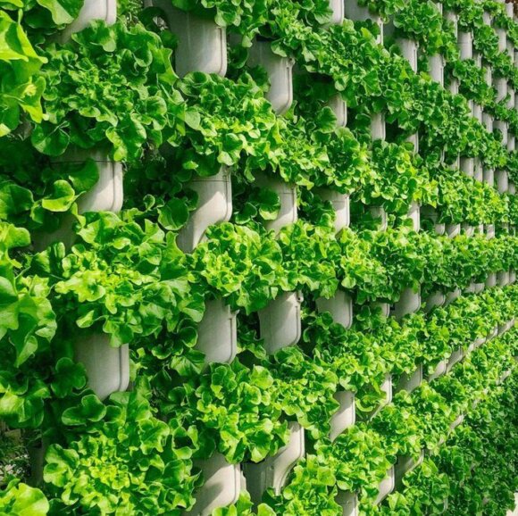 Canada’s First Hands-Free Vertical Farm